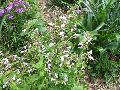 Native Penstemon / Penstemon species